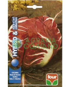 CICORIA ROSSA DI VERONA tardiva Selez. S. Valentino SPECIAL COLLECTION