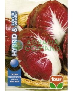 CICORIA ROSSA DI VERONA  GR.50 Precoce Selez. Santi  (seme calibrato)