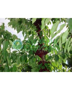 Pianta_ciliegio_colonnare_in_vaso