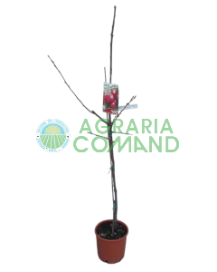 Pianta cileigio New Star