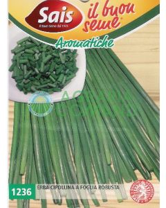 ERBA CIPOLLINA A FOGLIAROBUSTA ERBA CIPOLLINA A FOGLIAROBUSTA
