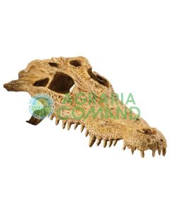 TESCHIO DI COCCODRILLO