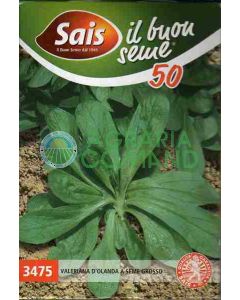 VALERIANA D'OLANDA A SEME GROSSO  GR.50