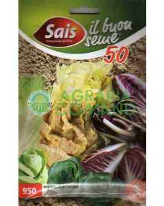 Miscuglio di cicorie invernali