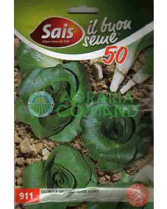 Seme Cicoria Grumolo verde scuro