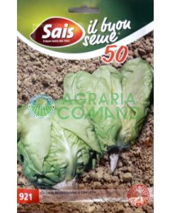 Cicoria Mantovana o Cappotta