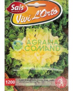 INDIVIA SCAROLA VERDE A CUORE PIENO - DERBY