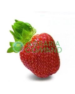 Fragola Dulcinea