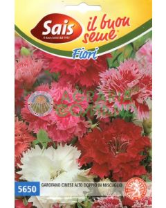 Garofano cinese alto doppio miscuglio