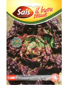 Lattuga rubra meraviglia 4 atagioni