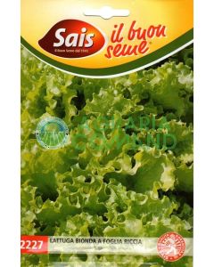 Lattuga bionda da taglio a foglia riccia