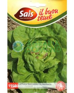 Lattuga Trocadero la preferita