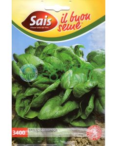 Seme spinacio Matador