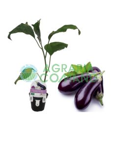 Pianta melanzana lunga scura Pianta melanzana lunga scura