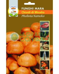 Chiodi Pholiota nameko Chiodi Pholiota nameko