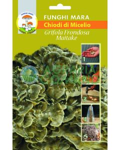 chiodi maitake chiodi maitake