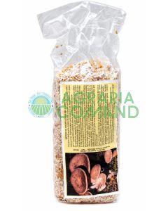 Micelio fresco di Cardoncello Pleurotus eryngii su cereali colonizzati in sacchetto da 2,5 litri per semina e coltivazione funghi