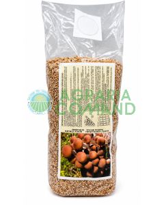 Micelio fresco di Pioppino Cyclocybe aegerita su cereali colonizzati in sacchetto da 2,5 litri per semina e coltivazione funghi