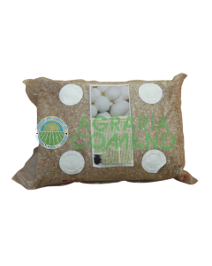 Confezione micelio di prataiolo bianco