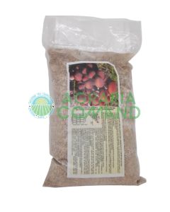 Micelio fresco pioppino