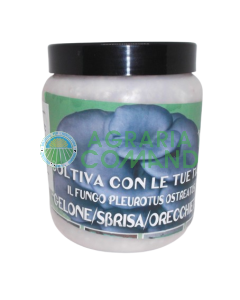 Confezione in barattolo di micelio fresco Pleurotus Ostreatus
