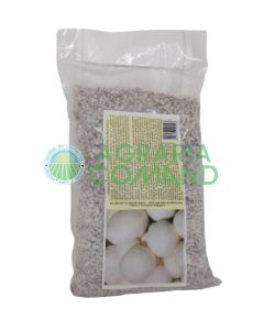 Micelio fresco Prataiolo bianco Champignon