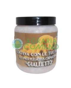 Barattolo di Micelio Pleurotus Cornucopiae