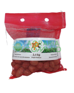 Patate sa seme mini tuberi Desiree provenienza Olanda