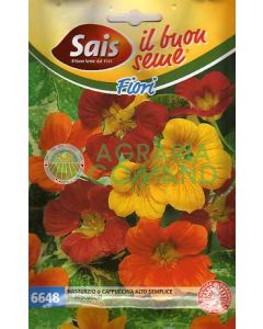 Nasturzio o cappuccina alto semplice miscuglio