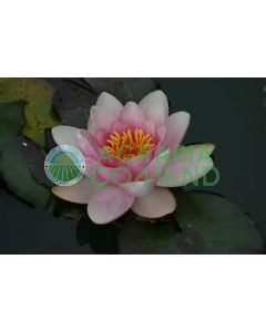 NYMPHAEA  HOLLANDIA fiore rosa