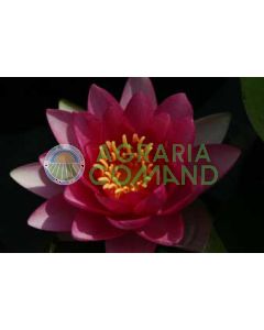 NYMPHAEA ATTRACTION fiore rosso