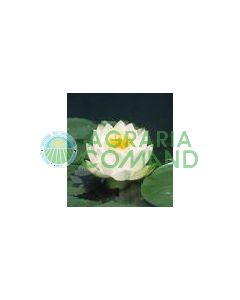 NYMPHAEA MARILACEA ALBIDA  fiore bianco
