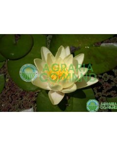 NYMPHAEA  MARLIACEA CHROMATELLA  fiore giallo
