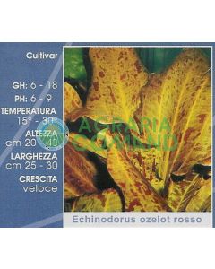 ECHINODORUS OZELOT ROSSO ECHINODORUS OZELOT ROSSO