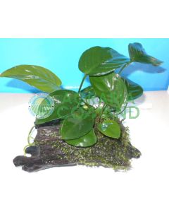 COMPOSIZIONE 1 PIANTA SU TRONCO PICCOLO COMPOSIZIONE 1 PIANTA SU TRONCO PICCOLO