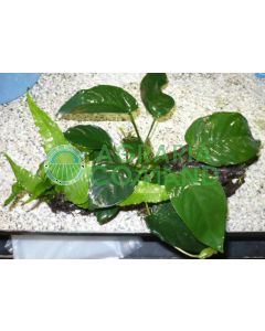 COMPOSIZIONE 2 PIANTE SU TRONCO MEDIO COMPOSIZIONE 2 PIANTE SU TRONCO MEDIO