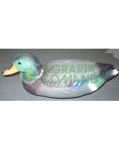 ANATRA GERMANO MASCHIO