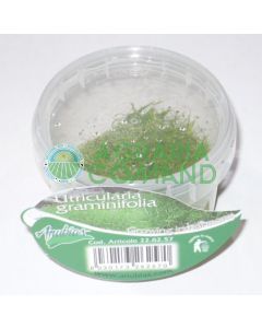 UTRICULARIA GRAMINIFOLIA LINEA CUP UTRICULARIA GRAMINIFOLIA LINEA CUP