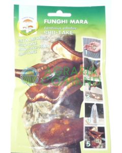 Chiodi micelio Shii-Take