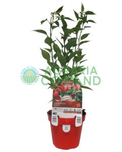 Pianta peperone piccante Etna