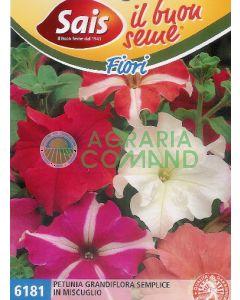Petunia grandiflora semplice in miscuglio