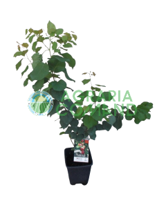 Pianta di albicocco Mara Pia