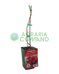 Pianta lampone san Rafael