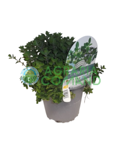 Origano in vaso da 14 cm