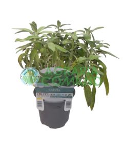 Pianta di salvia Ananas o Elegans Pianta di salvia Ananas o Elegans