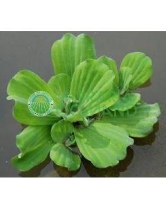 Pianta galleggiante lattuga d'acqua