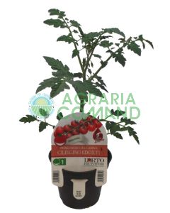 Pianta pomodoro Ciliegino Pianta pomodoro Ciliegino
