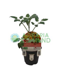 Pomodoro Datterino giallo Pomodoro Datterino giallo