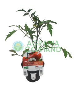 Pianta pomodoro a cuore Gourmandia Pianta pomodoro a cuore Gourmandia