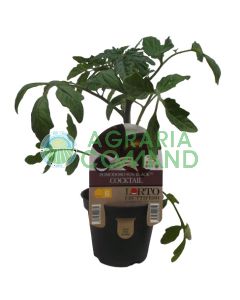 Pianta Sun Black Cocktail Pianta Sun Black Cocktail